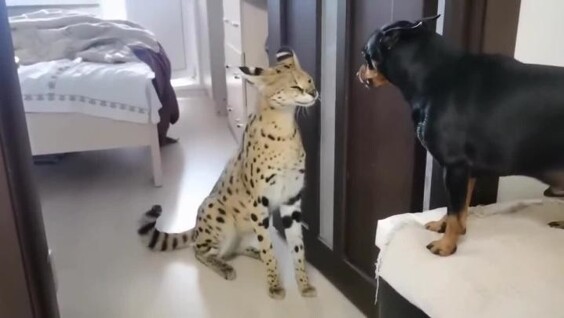 
        Сервал смог успокоить агрессивного пса    