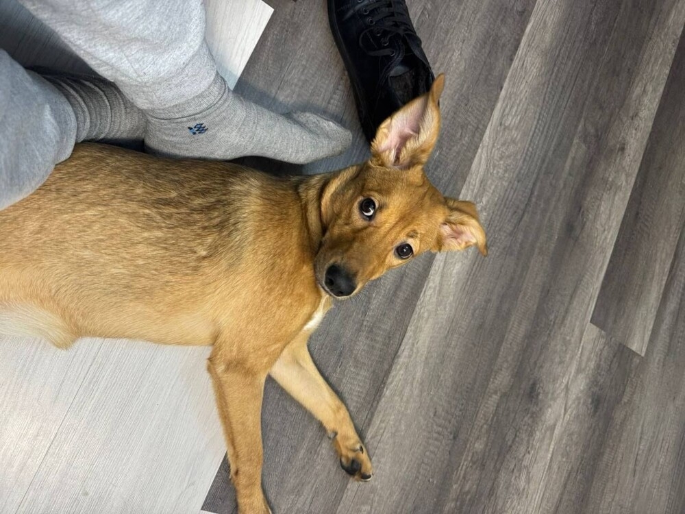 
        Напуганный щенок едва не&nbsp;погиб, когда перебегал дорогу    