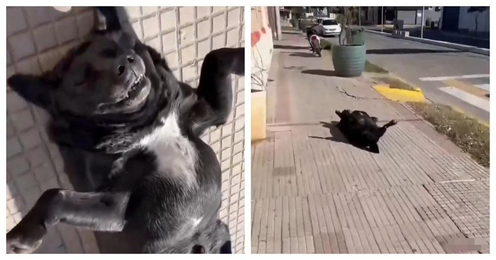 
        Собака принимает солнечные ванны    