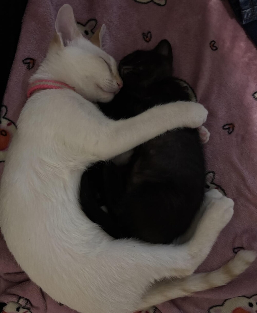 
        30+ животных, которые не&nbsp;знают о&nbsp;существовании проблем    