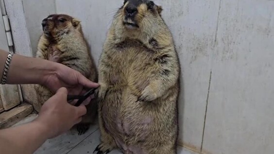 
        Реакция сурков на&nbsp;стрижку когтей    