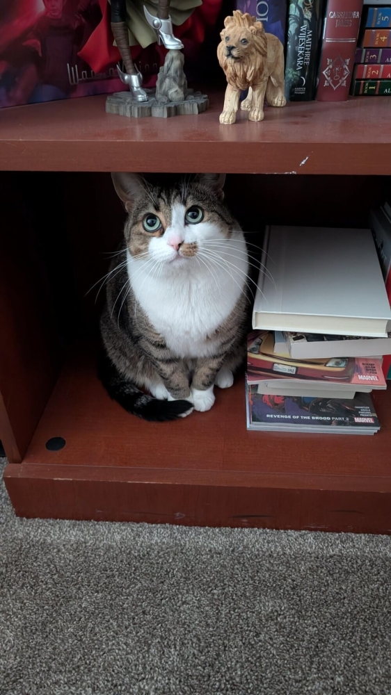 
        30+ животных, которые не&nbsp;знают о&nbsp;существовании проблем    