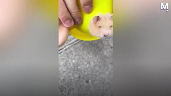 
        Хомяк застрял в&nbsp;игрушке    