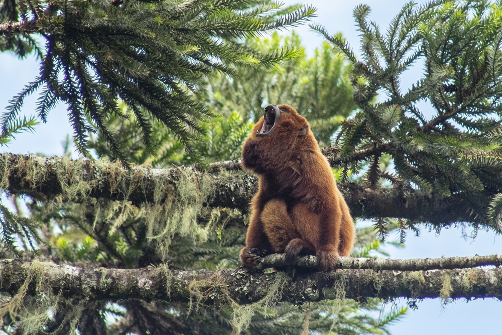 
        Паукообразные обезьяны: их&nbsp;хвост стал полноценной третьей рукой    