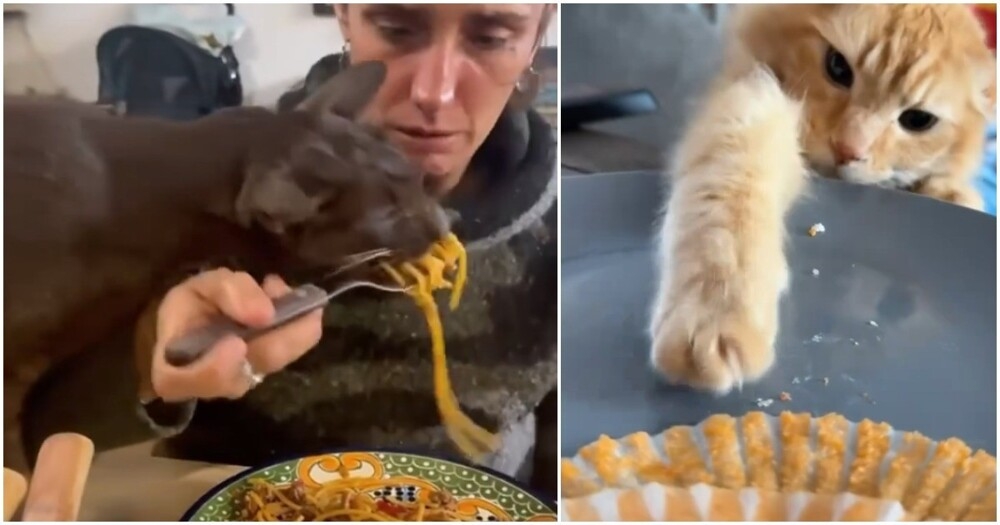 
        Наглые пушистые воришки    