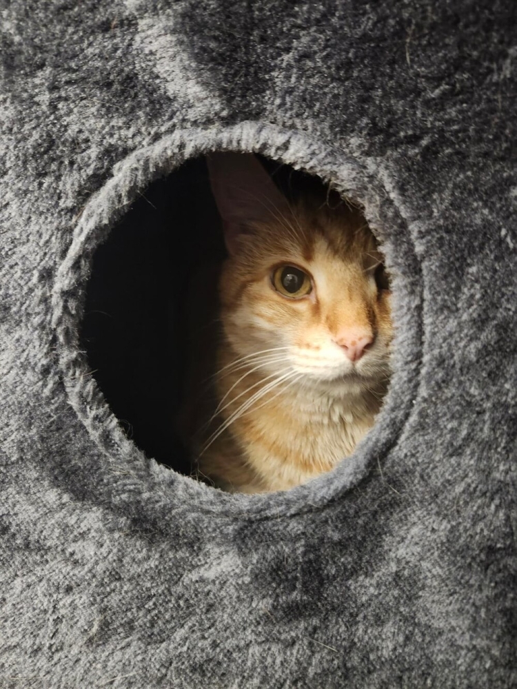 
        30+ животных, которые не&nbsp;знают о&nbsp;существовании проблем    