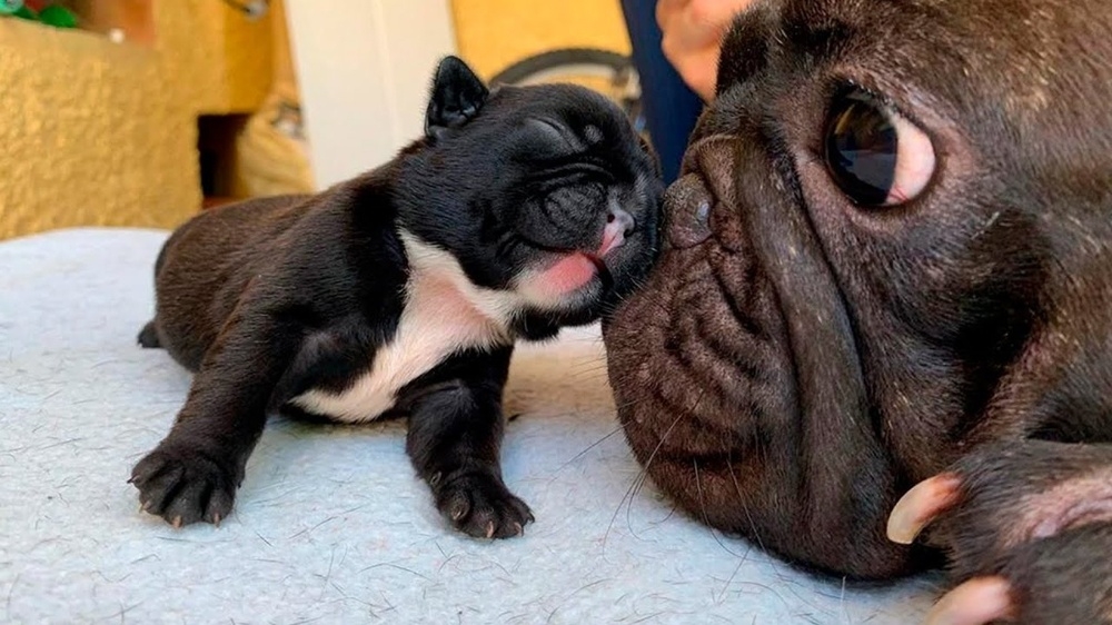 
        Французский бульдог: порода, которую лишили шанса на&nbsp;будущее    