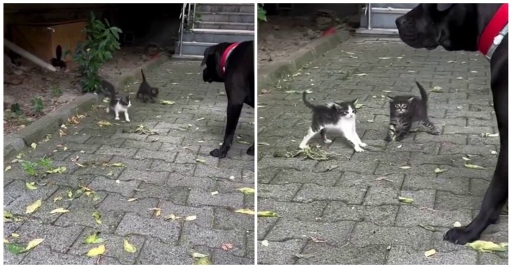 
        Грозные уличные котята    