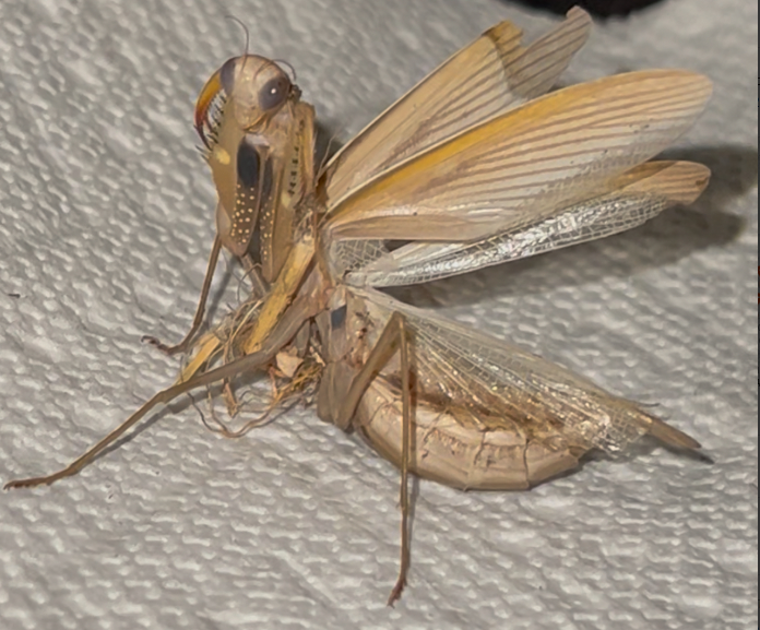 
        Обыкновенный богомол: почему он&nbsp;лучший среди всех остальных богомолов?    