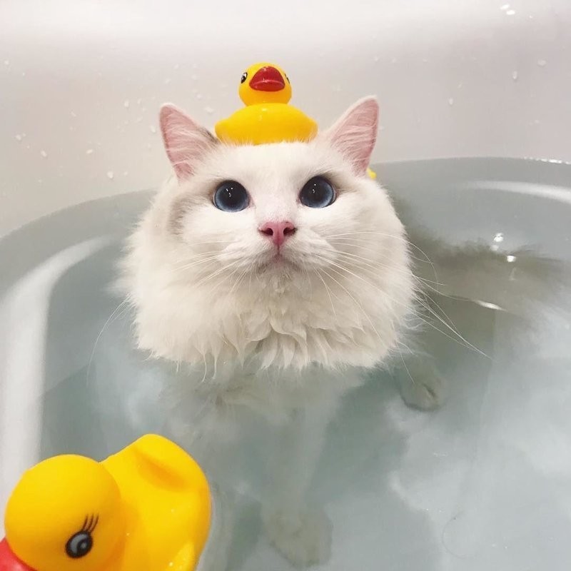 
        25&nbsp;фото котов, которые раскрасят яркими красками даже самый пасмурный день    