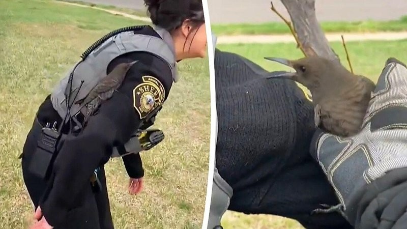 
        Дятел сел&nbsp;на&nbsp;полицейскую и&nbsp;не&nbsp;хотел улетать    