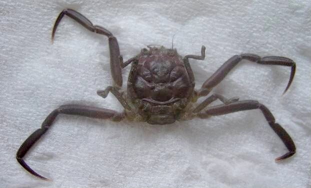 
        Хэйкэ: лик&nbsp;самурая на&nbsp;панцире краба    