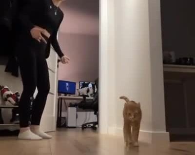 
        Любопытный кот&nbsp;стал главной звездой видео    