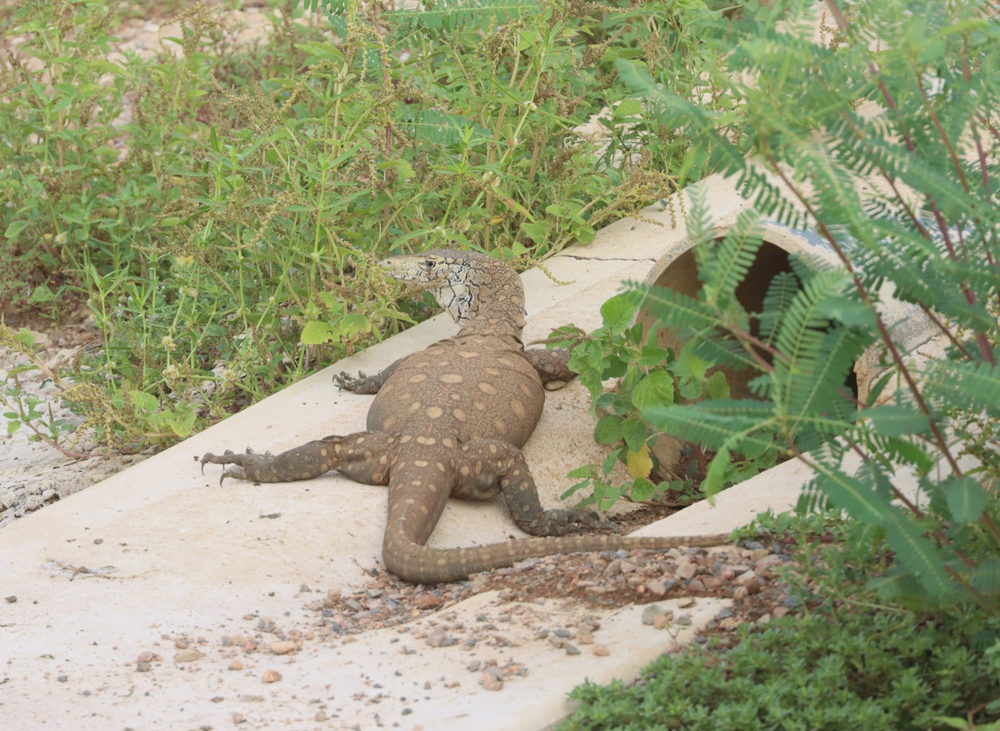 
        Перенти: варан-переросток убивает хвостом, ядом и&nbsp;скоростью    