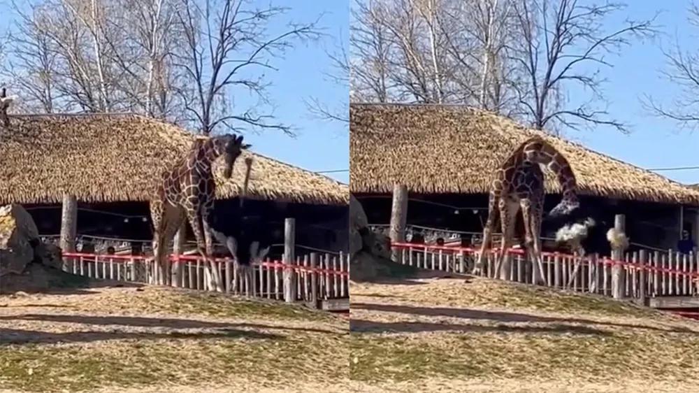 
        Страус и&nbsp;жираф устроили странное &laquo;разборки&raquo;    