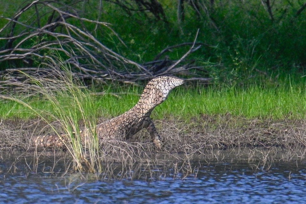 
        Перенти: варан-переросток убивает хвостом, ядом и&nbsp;скоростью    