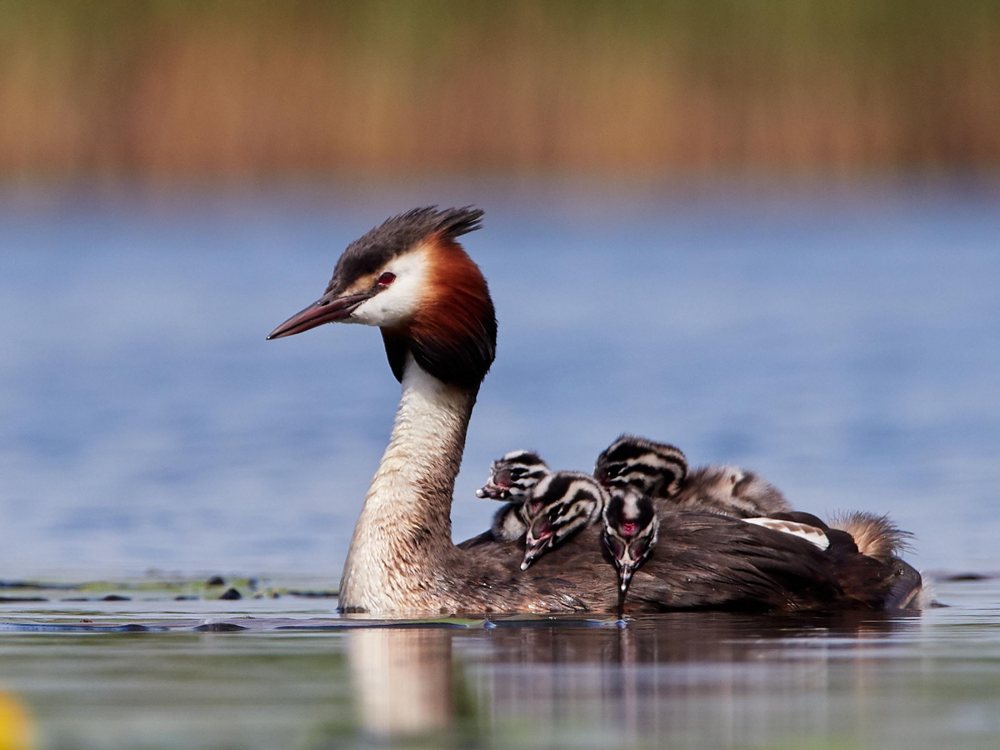 
        Чомга: птица года в&nbsp;России 2026    