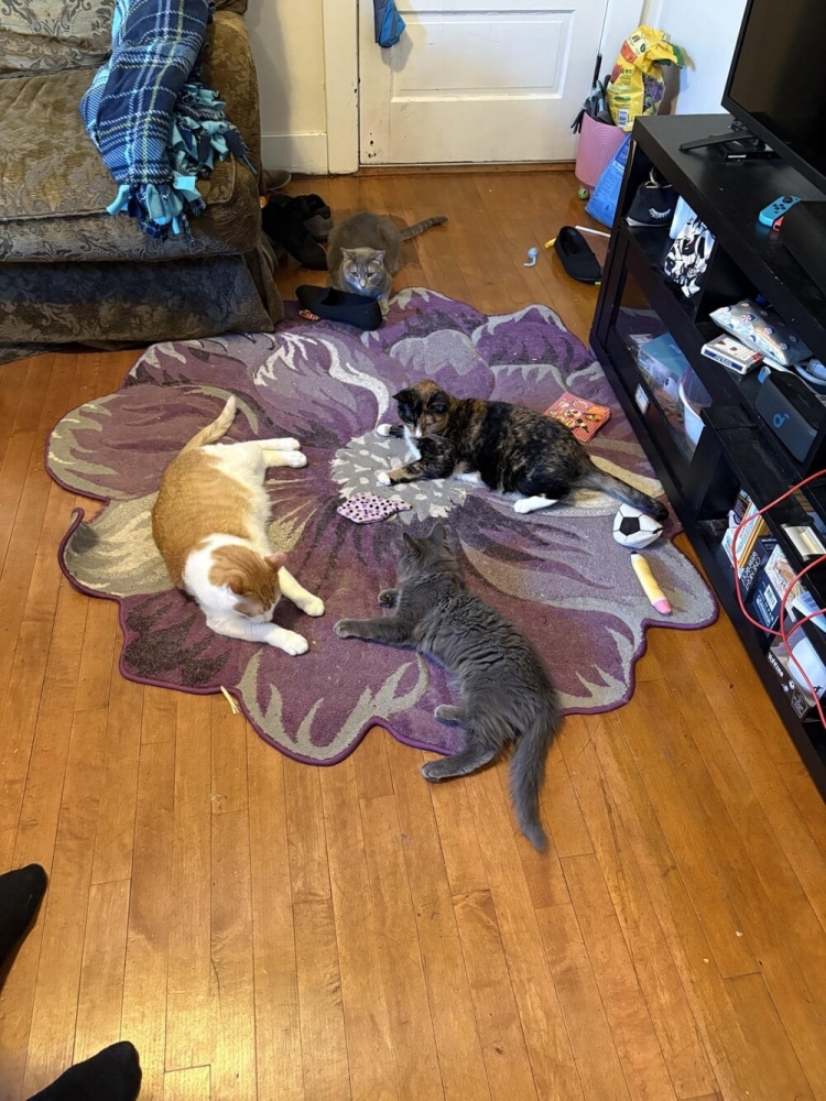 
        30+ животных, которые не&nbsp;знают о&nbsp;существовании проблем    