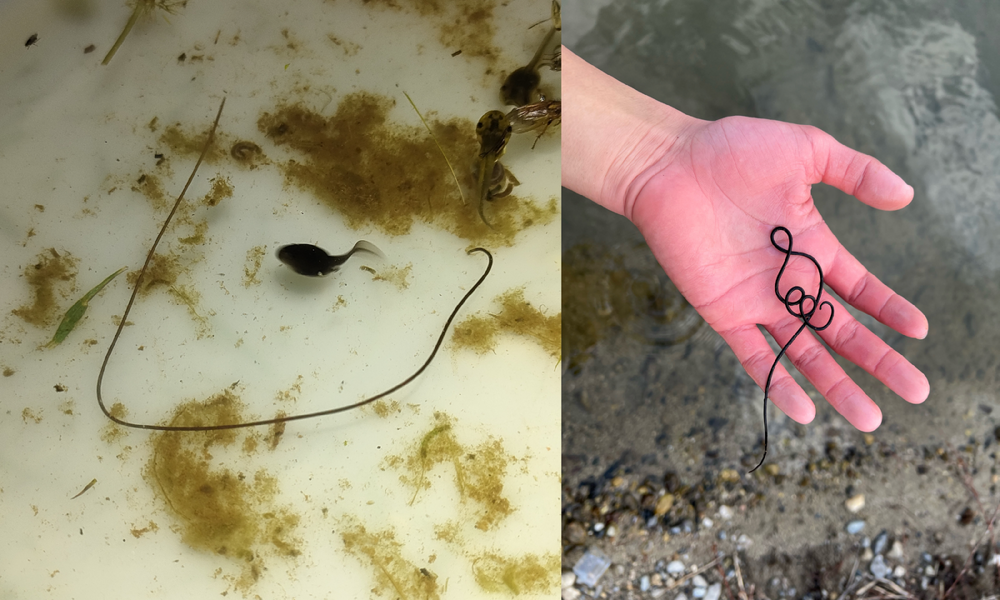 
        Конский волос: червяк-паразит наших водоёмов    