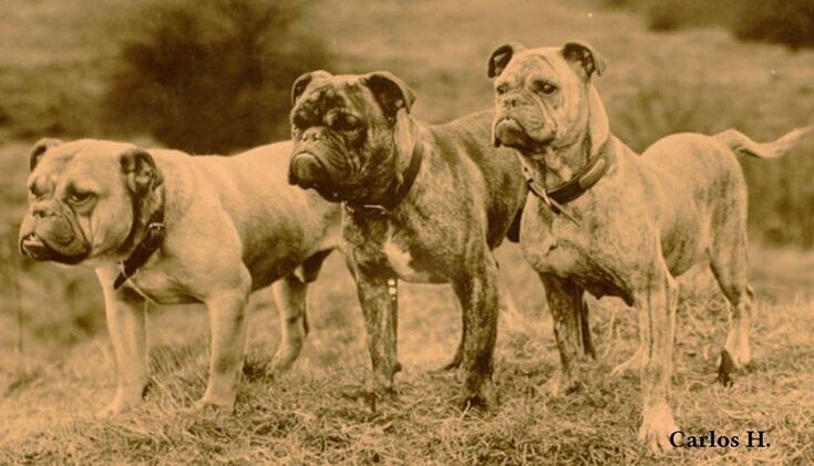 
        Французский бульдог: порода, которую лишили шанса на&nbsp;будущее    