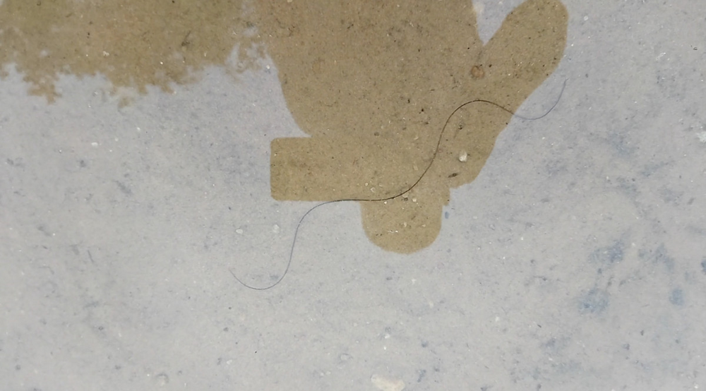 
        Конский волос: червяк-паразит наших водоёмов    