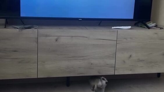 
        Сурикат испугался фильма о&nbsp;хищниках    