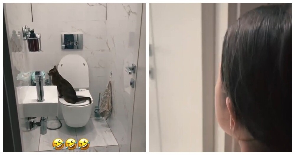 
        Когда приучили кота к&nbsp;унитазу    