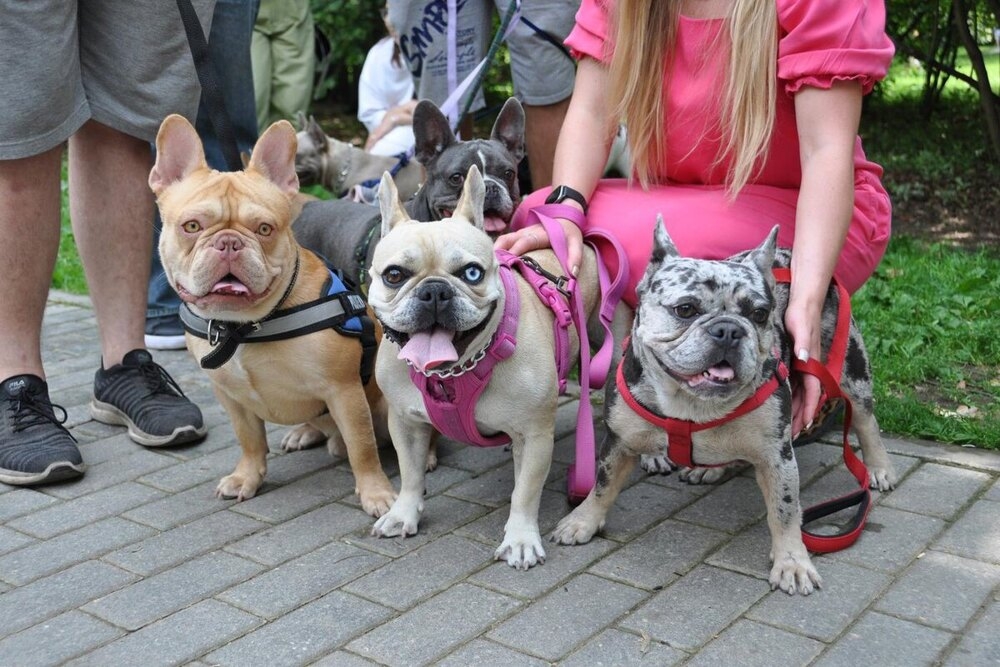 
        Французский бульдог: порода, которую лишили шанса на&nbsp;будущее    