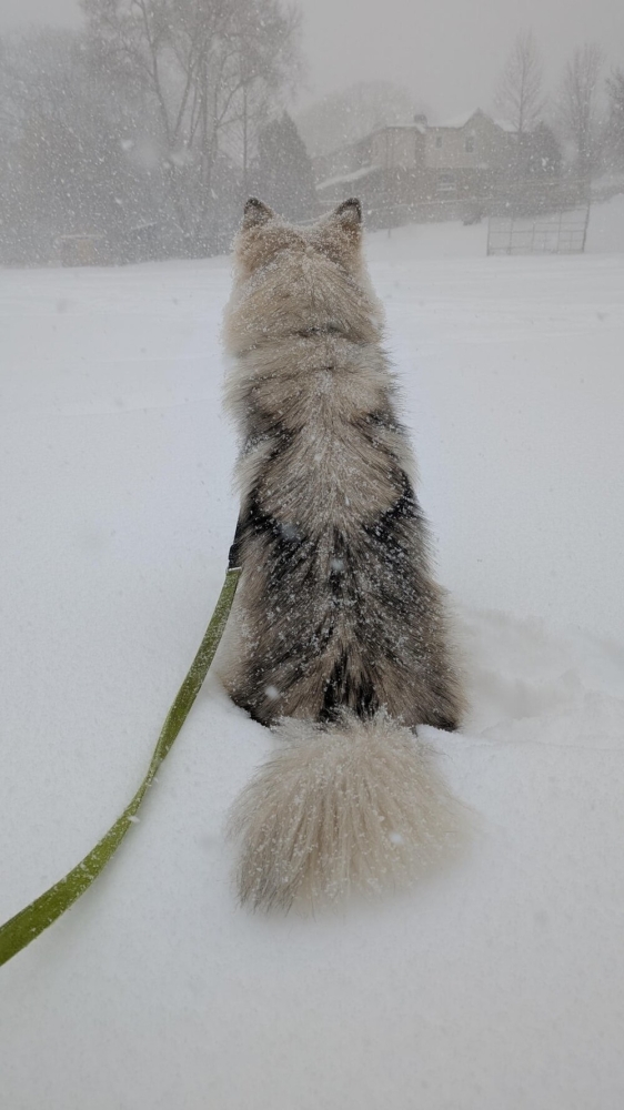 
        30+ животных, которые не&nbsp;знают о&nbsp;существовании проблем    