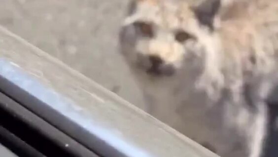 
        Рысь около месяца &laquo;дежурит&raquo; у&nbsp;трассы в&nbsp;Хабаровском крае    