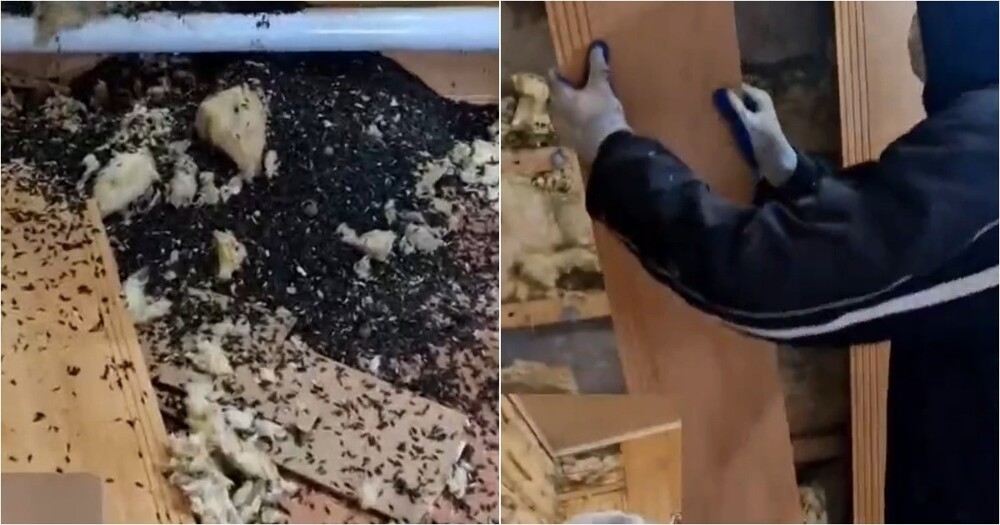 
        В&nbsp;Волгоградской области нашли &laquo;самую запасливую мышь&raquo; с&nbsp;гигантскими запасами    