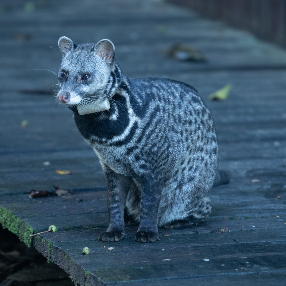 
        Тангалунга: между кошкой и&nbsp;чем-то странным    