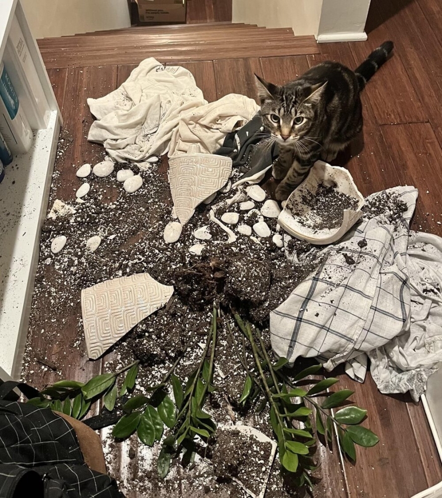 
        25&nbsp;фото котов, которые раскрасят яркими красками даже самый пасмурный день    