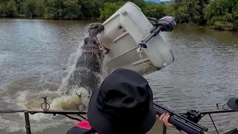 Разъярённый бегемот перевернул лодку с защитником животных в ЮАР
Разъярённый бегемот перевернул лодку с защитником животных в ЮАР
