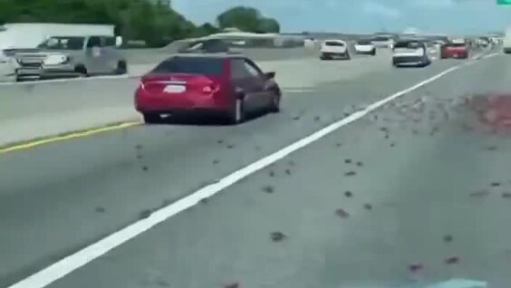 
        В&nbsp;США&nbsp;раки расползлись по&nbsp;дороге после ДТП    