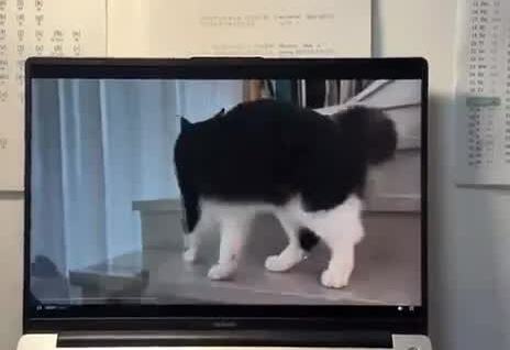 
        Кошка в&nbsp;шоке от&nbsp;нейросетевого видео    