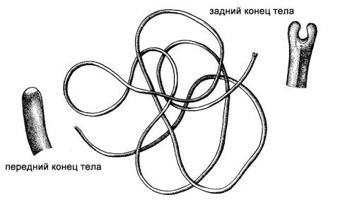 
        Конский волос: червяк-паразит наших водоёмов    