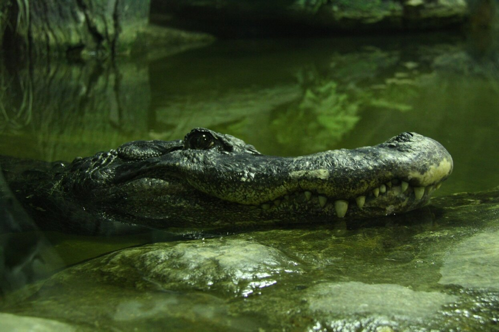 
        Аллигатор Гитлера: 3&nbsp;года выживал на&nbsp;руинах Берлина, попал в&nbsp;СССР и&nbsp;обрёл славу    