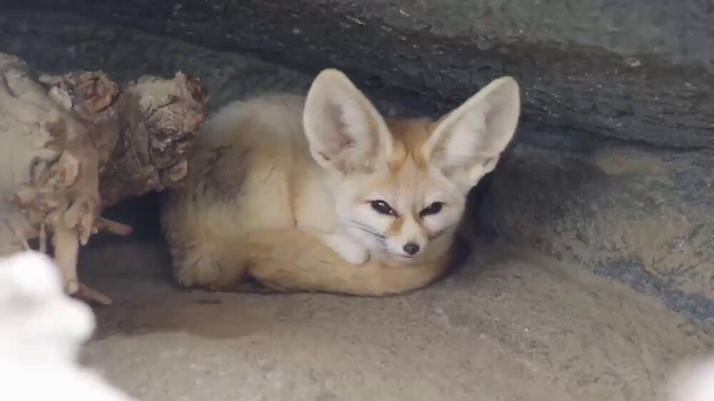 
        Фенек использует хвост в&nbsp;качестве подушки    