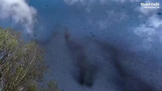 Необычное брачное поведение комаров в полёте
Необычное брачное поведение комаров в полёте