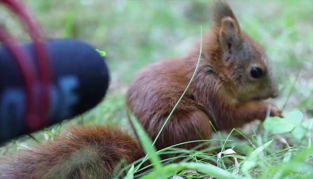 
        Какие звуки издаёт бельчонок во&nbsp;время еды    