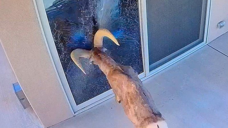 
        В&nbsp;США&nbsp;баран атаковал своё отражение    