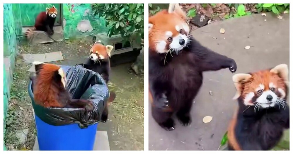 
        Из&nbsp;жизни красных панд    