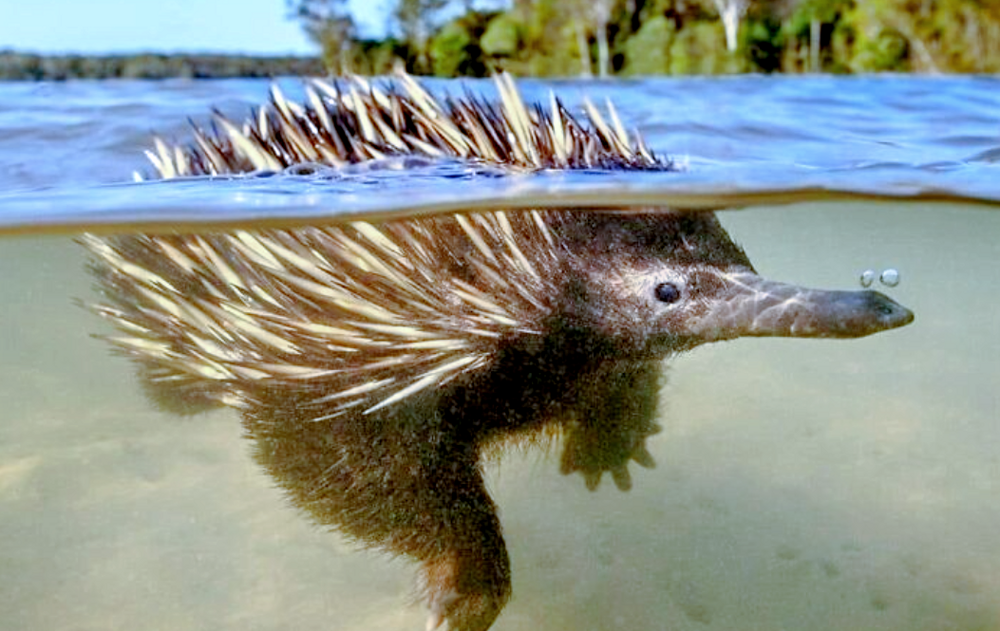 Для чего ехидна пускает из носа пузыри?
Для чего ехидна пускает из носа пузыри?