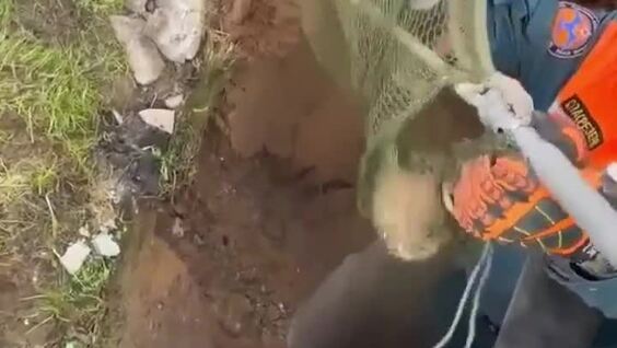 
        Неравнодушные люди спасли двух ондатр, провалившихся в&nbsp;сухой колодец⁠    