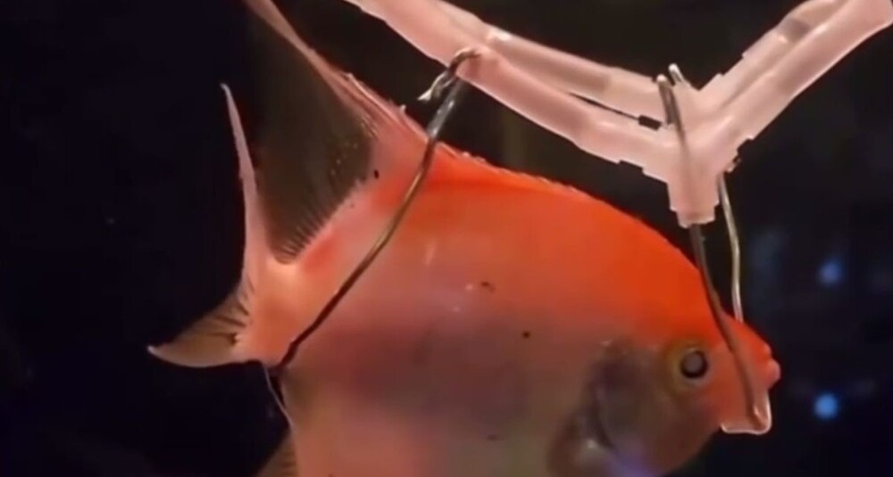 
        Хозяин исполнил желание рыбки    