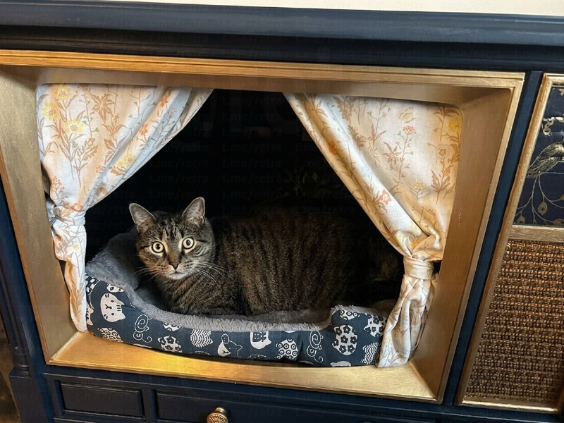 
        Лежанки из&nbsp;старых телевизоров и&nbsp;радиоприёмников    