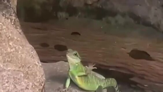 
        Приветливая ящерица    