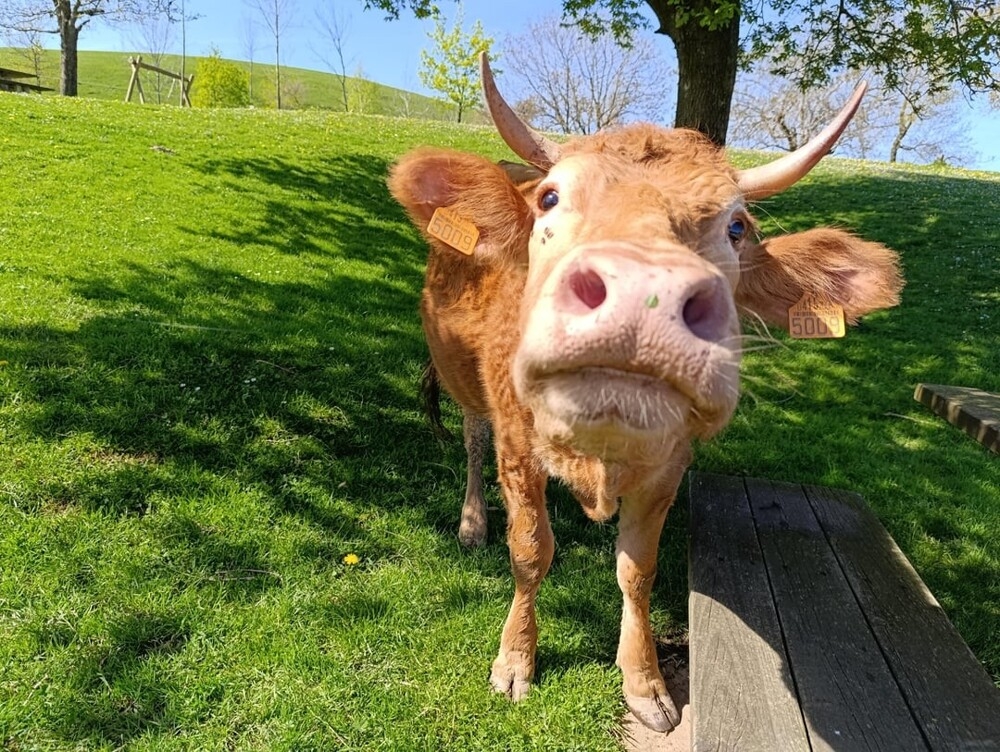 
        25&nbsp;фото очаровательных симпатяг, открытость которых растопит даже ледяное сердце    