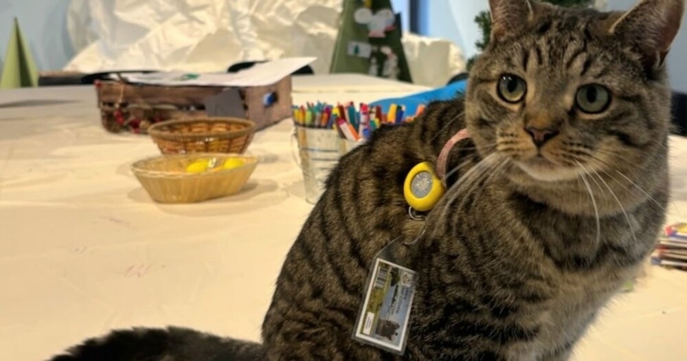 В США кот настолько часто ходил в библиотеку, что ему выдали читательский билет
В США кот настолько часто ходил в библиотеку, что ему выдали читательский билет